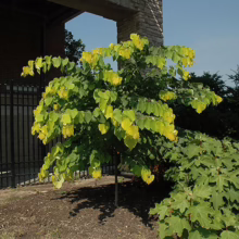 A small, vibrant Golden Falls Redbud tree with golden yellow leaves stands prominently in a garden bed, near a black metal fence and a brick building. Lush green oakleaf hydrangeas surround its base.