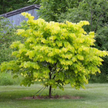 Cercis canadensis ‘Hearts of Gold’ (Eastern Redbud) form.