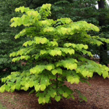 A young 'Rising Sun' Redbud tree displays vibrant chartreuse leaves against a backdrop of lush green foliage and mulch. This ornamental tree adds a splash of bright color to any garden.