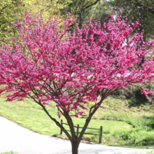 Vibrant pink redbud tree in full bloom stands out against a green lawn and winding path. Delicate blossoms cover the branches, signaling the arrival of spring.