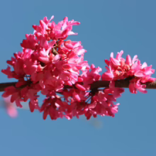 Close-up of vibrant pink redbud flowers blooming on a branch against a clear blue sky. Spring blossoms.