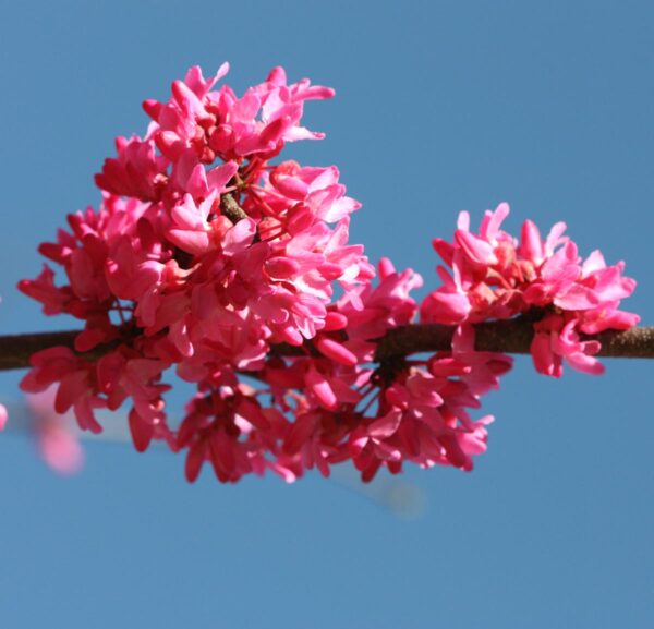 <i>Cercis canadensis</i> 'Merlot' - Image 3