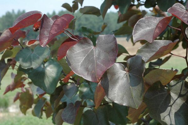 <i>Cercis canadensis</i> 'Merlot' - Image 4