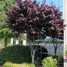 A 'Forest Pansy' redbud tree displaying deep burgundy foliage stands against a modern building with reflective windows. Landscaping includes green hedges and yellow flowers, creating a vibrant urban garden scene.