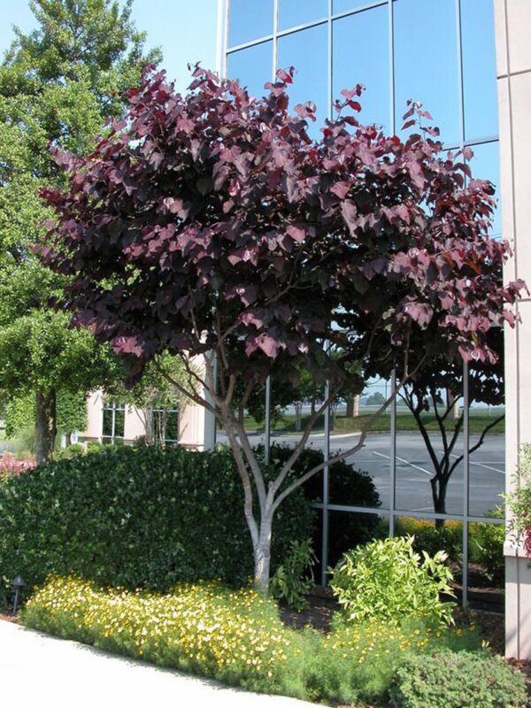 <i>Cercis canadensis</i> 'Merlot' - Image 5