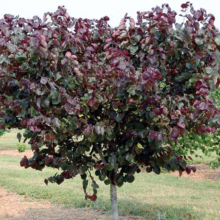 A 'Forest Pansy' Eastern Redbud tree showcases deep burgundy foliage in a lush green field. This ornamental tree adds vibrant color and texture to the landscape.