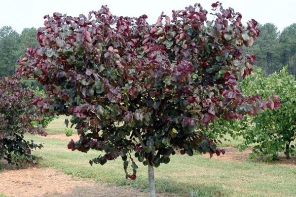 <i>Cercis canadensis</i> 'Merlot' - Image 6