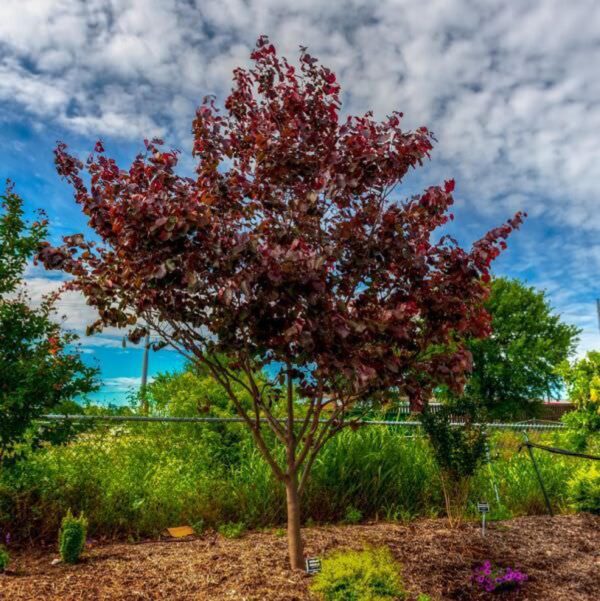 <i>Cercis canadensis</i> 'Merlot'