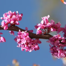 Cercis canadensis ‘Ruby Falls’ (Eastern Redbud) flowers.