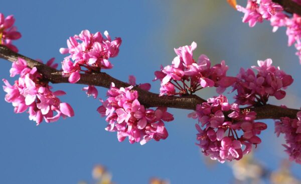 <i>Cercis canadensis</i> 'Ruby Falls' - Image 2