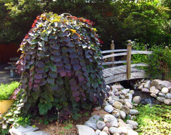 <i>Cercis canadensis</i> 'Ruby Falls' - Image 3