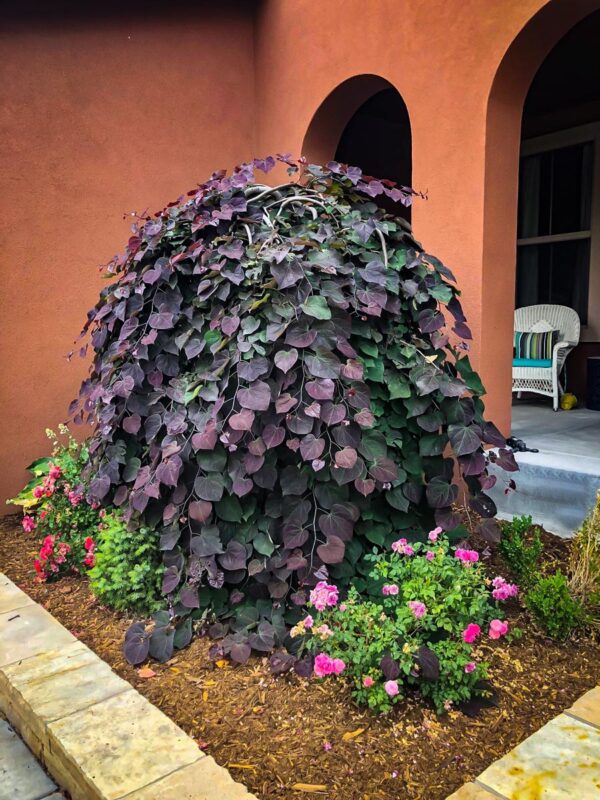 <i>Cercis canadensis</i> 'Ruby Falls'