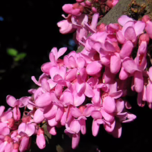Close-up of vibrant pink Redbud tree blossoms clustered along a branch, showcasing their delicate petal structure against a dark, blurry background.