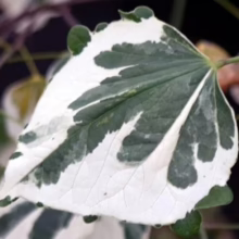 Variegated Eastern Redbud leaf, showcasing striking green and white patterns. Close-up highlights the leaf's unique coloration.