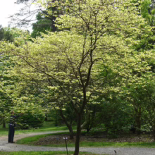 A kousa dogwood tree with pale green leaves stands in a park setting. A woman walks on the gravel path, enjoying the peaceful landscape.