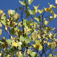 Branches of a Eastern Redbud tree against a bright blue sky. Leaves are a mix of green and yellow, indicating the start of autumn.