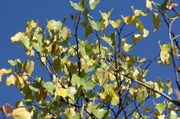 <i>Cercis canadensis</i> var. <i>texensis</i> 'Oklahoma' - Image 2