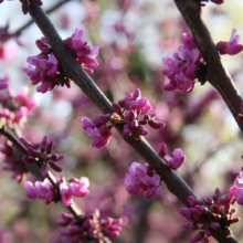 Close-up of vibrant pink Redbud blossoms clustered along dark branches, creating a soft, blurred background of more blooms. Springtime beauty.