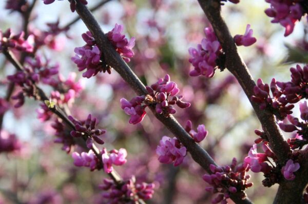 <i>Cercis canadensis</i> var. <i>texensis</i> 'Oklahoma' - Image 3