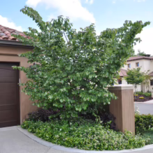 A Judas tree flourishes in a landscaped garden bed beside a Mediterranean-style home with a brown garage door and terracotta tile roof, showcasing curb appeal.