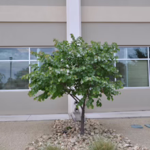 Young tree with heart-shaped leaves thrives in a gravel bed outside a modern building with large windows, reflecting the sky and surrounding greenery.