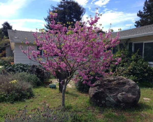 <i>Cercis canadensis</i> var. <i>texensis</i> 'Oklahoma'