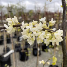 Close-up of a white Redbud tree branch bursting with delicate, cream-colored blossoms against a blurred background of potted trees in a nursery setting.
