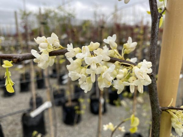 <i>Cercis canadensis</i> var. <i>texensis</i> 'Texas White' - Image 2