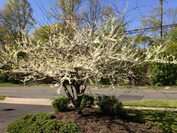 <i>Cercis canadensis</i> var. <i>texensis</i> 'Texas White' - Image 3