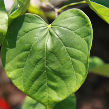 Close-up of a vibrant, heart-shaped Eastern Redbud leaf, showcasing its smooth texture and intricate vein patterns. The leaf's lush green color is illuminated by sunlight.