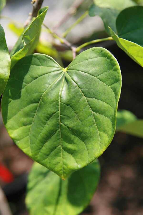 <i>Cercis canadensis</i> var. <i>texensis</i> 'Texas White' - Image 4