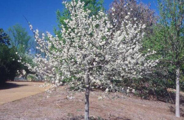 <i>Cercis canadensis</i> var. <i>texensis</i> 'Texas White' - Image 5