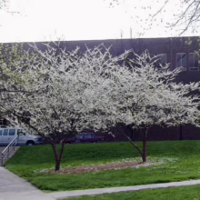 Two flowering plum trees in full white bloom stand on a green lawn in front of a brick building, creating a serene spring scene.