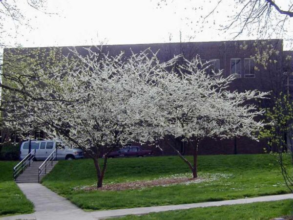 <i>Cercis canadensis</i> var. <i>texensis</i> 'Texas White' - Image 6