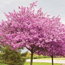 Two crabapple trees in full bloom, displaying vibrant pink blossoms against a soft, overcast sky. Green grass and a small evergreen tree add to the colorful spring scene.
