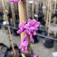 Close-up of vibrant pink Redbud tree blossoms clustered on a branch, with a blurred background of nursery trees in black pots.