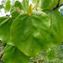 Cluster of vibrant green katsura tree leaves, heart-shaped and round, growing on a branch. The leaves showcase detailed vein patterns and a smooth, glossy texture in an outdoor setting.