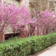 Vibrant pink redbud trees in full bloom line a walkway with a neatly trimmed green hedge. A building is visible in the background, suggesting a park or urban garden setting.
