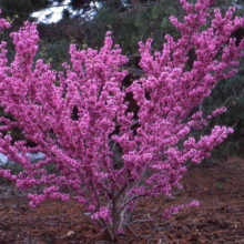 A vibrant Eastern Redbud tree bursts with magenta blossoms in spring. The small tree stands amidst mulch, with evergreen shrubs and trees providing a soft, blurred backdrop.