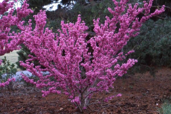 <i>Cercis chinensis</i> 'Avondale' - Image 6