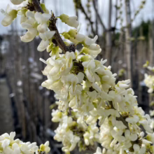 Close-up of a branch densely covered in delicate white flowers, likely of a white flowering Eastern Redbud tree, against a blurred background of a plant nursery.