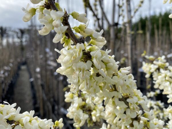 <i>Cercis chinensis</i> 'Spring Snow' - Image 2