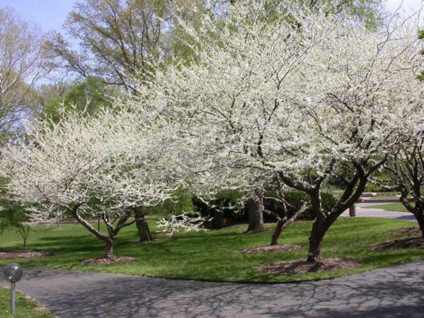 <i>Cercis chinensis</i> 'Spring Snow'