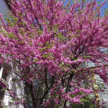 Eastern Redbud tree in full bloom, showcasing vibrant pink flowers against a backdrop of a glass-paneled building and a clear blue sky. Green leaves peek through the blossoms, adding depth and texture.