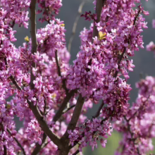 Eastern Redbud tree in full bloom, showcasing vibrant pink flowers clustered along its branches against a soft, blurred background.