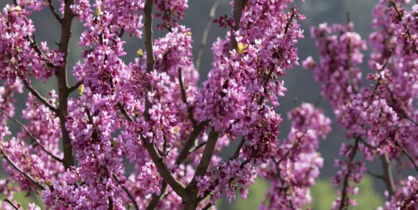 <i>Cercis siliquastrum</i> - Image 3