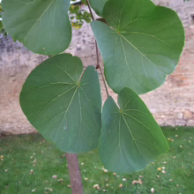 Close-up of heart-shaped leaves on a young Eastern Redbud tree, showcasing its vibrant green foliage against a backdrop of a stone wall and grassy lawn.