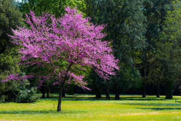 <i>Cercis siliquastrum</i> - Image 5