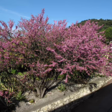 Eastern Redbud tree in full, vibrant pink bloom against a clear blue sky. Lush greenery and a stone wall add to the tranquil scene.