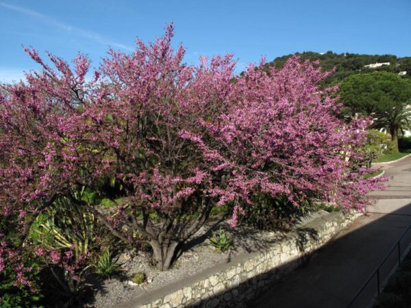 <i>Cercis siliquastrum</i> - Image 6